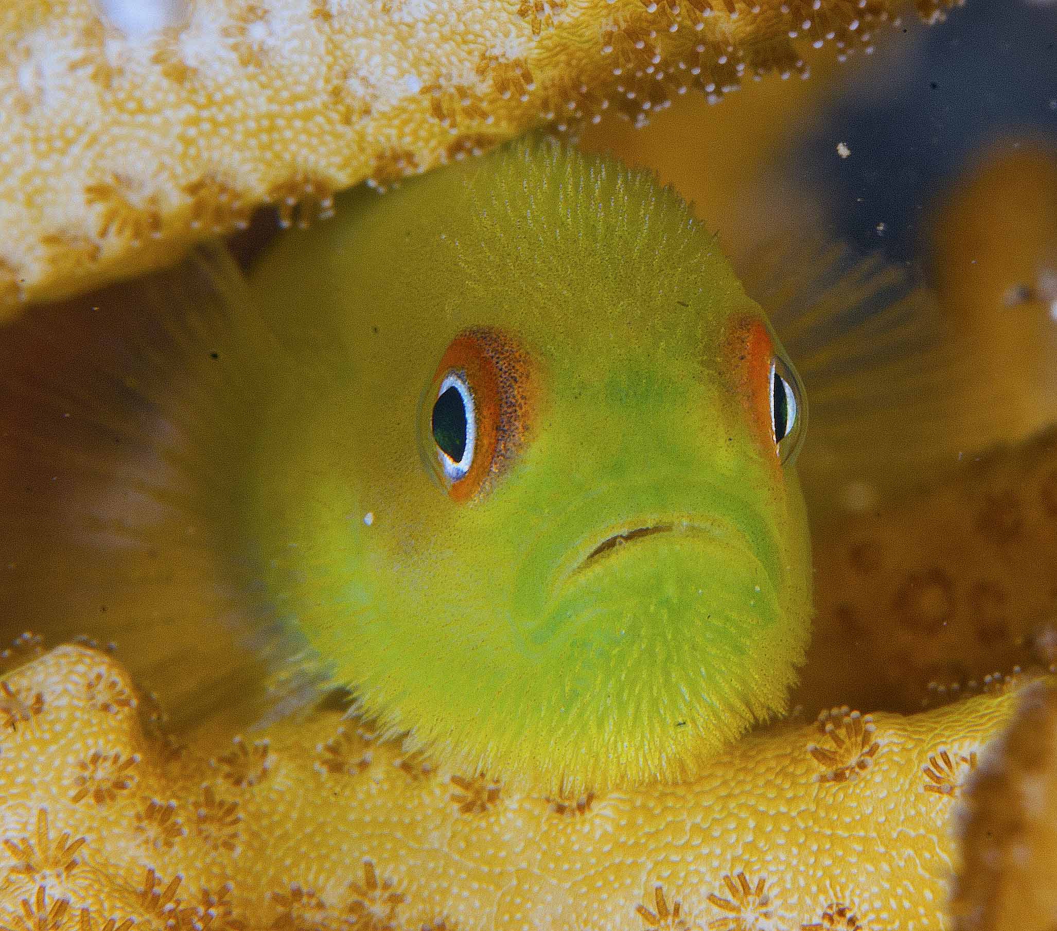 goby